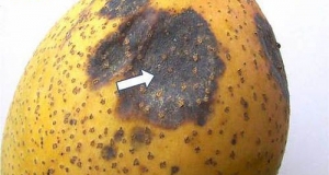 আমের আনথ্রাকনোজ (Anthracnose of mango)
